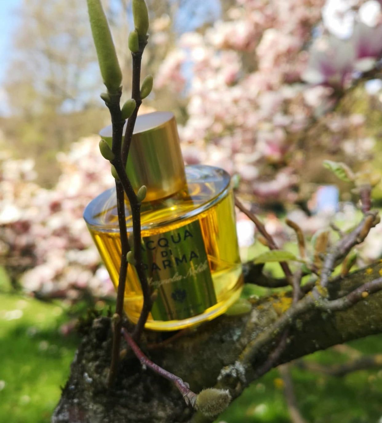 Acqua Di Parma Magnolia Nobile EDP 100ml Unisex Perfume